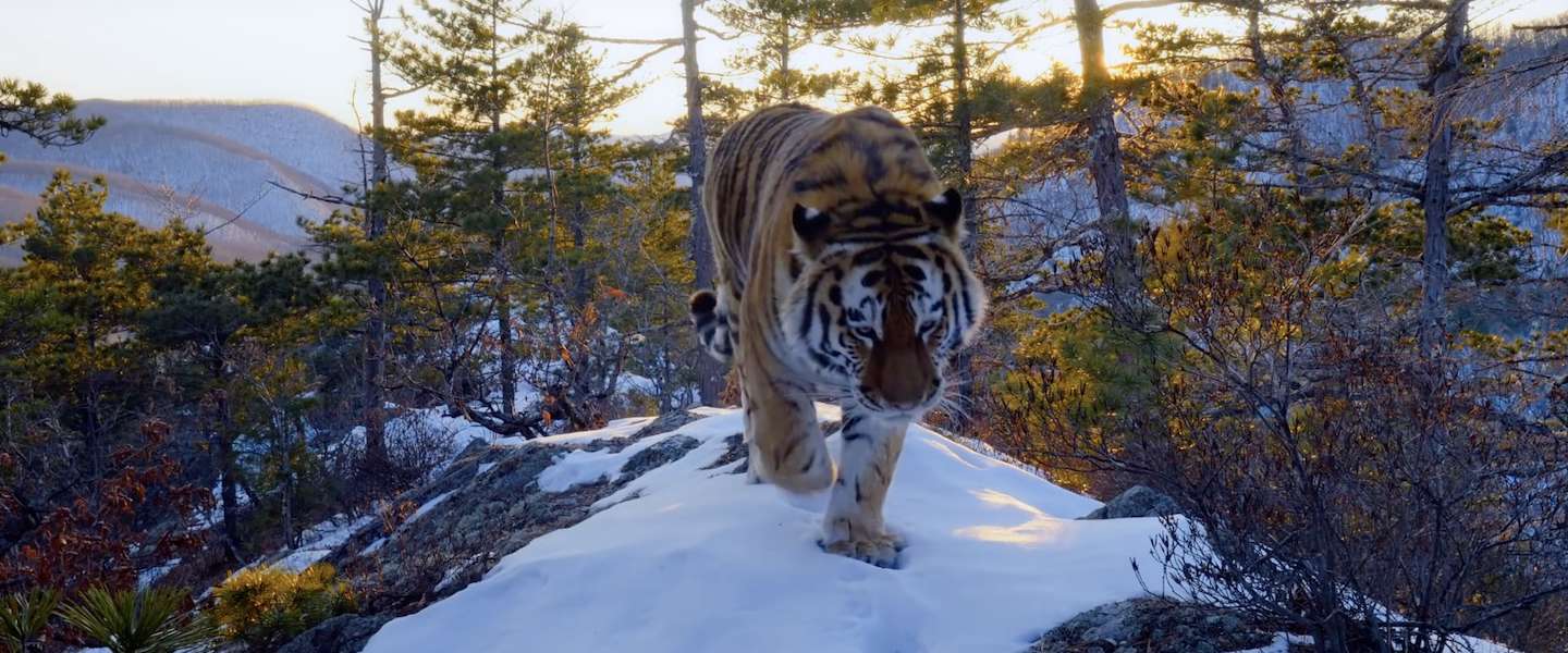 Netflix komt begin april met natuurdocumentaire 'Our Planet'