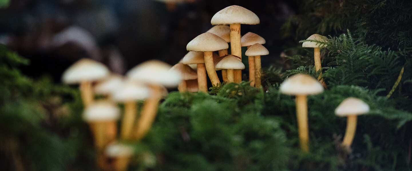 Innovatie: Paddenstoelen kunnen computersignalen versturen