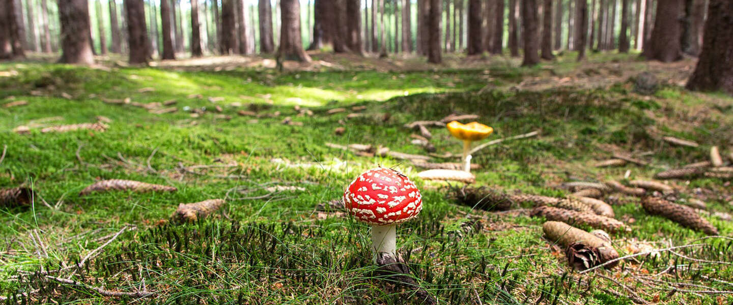 Goed Nieuws: keisterke paddestoelen, Game of the Year, LEGO Disney en Kerstgezel.nl