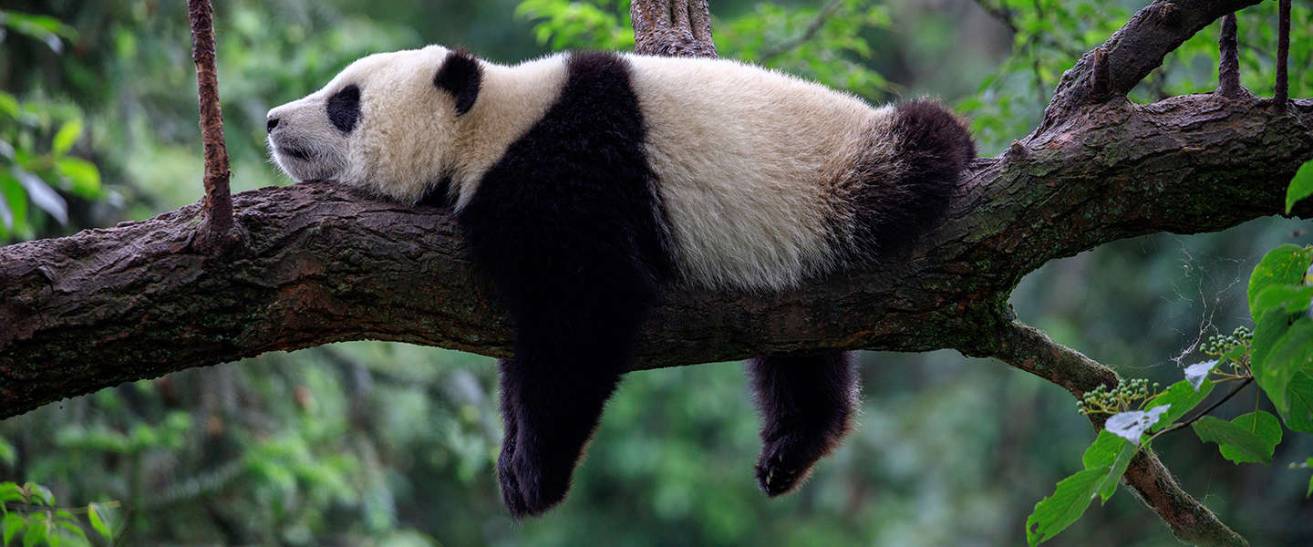 China ontwikkelt een gezichtsherkenningapp voor panda’s