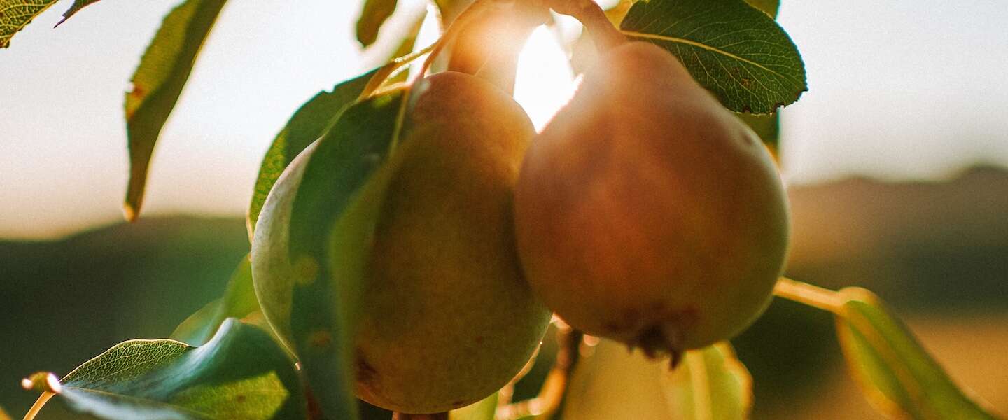Fruit-picking robots are still dependent on human hands for a while