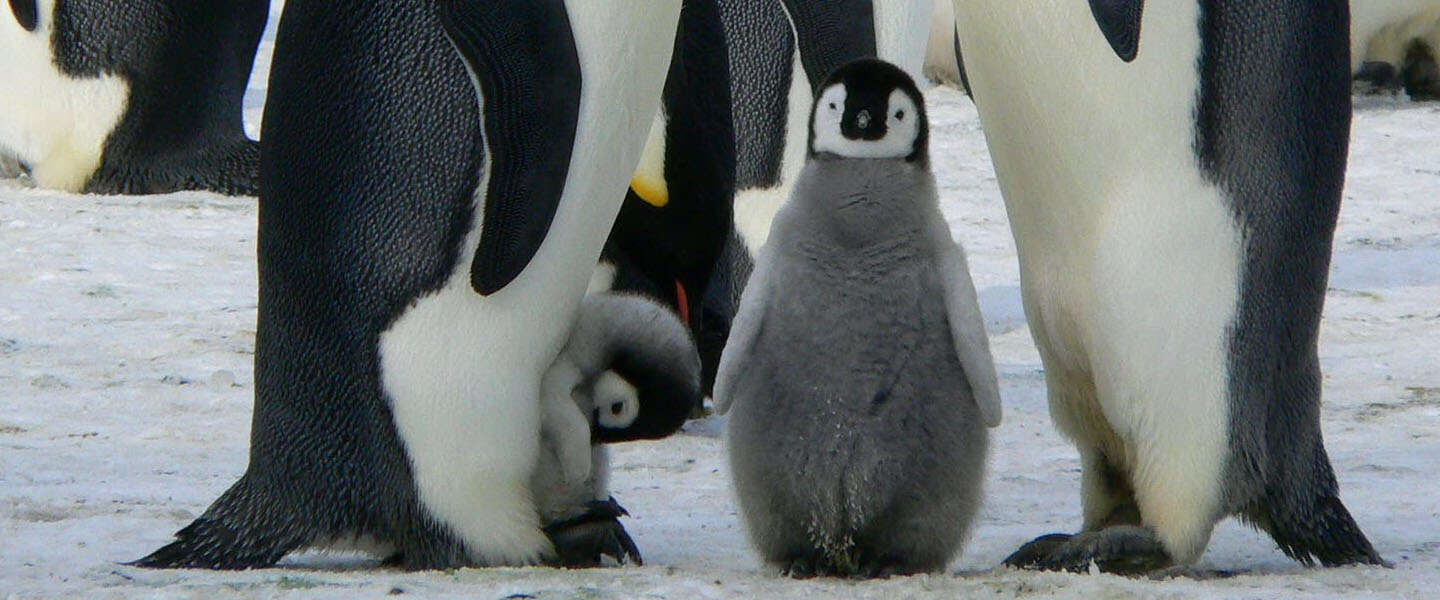 Goed Nieuws Vrijdag: meer pinguïns, Project Power en kantoorlawaai voor eenzame thuiswerkers
