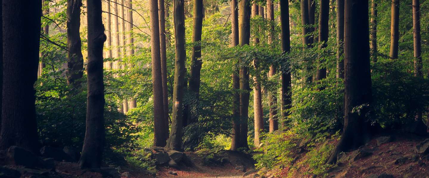 10 miljoen nieuwe bomen in Nederland