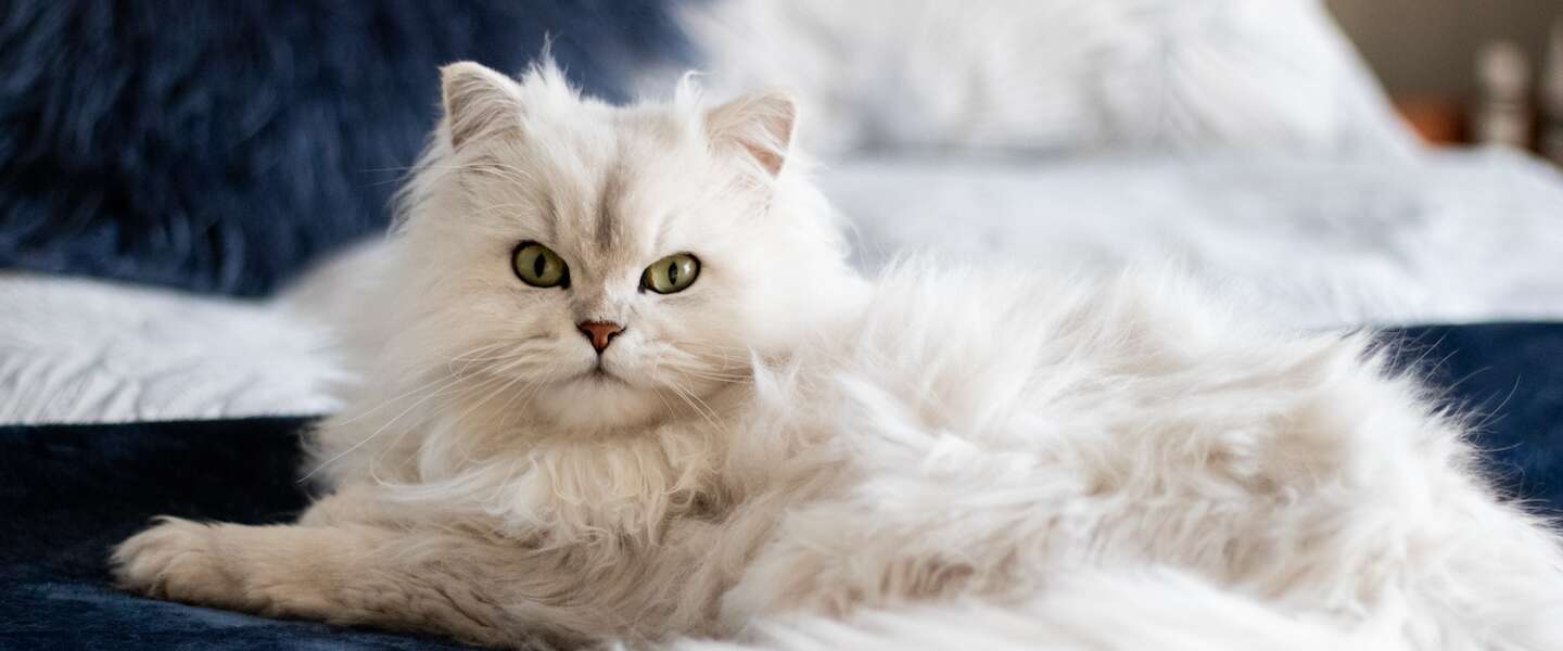 Kattenliefhebbers opgelet: op Netflix kun je nu kijken naar Poeslief - Een Ode aan de Kat