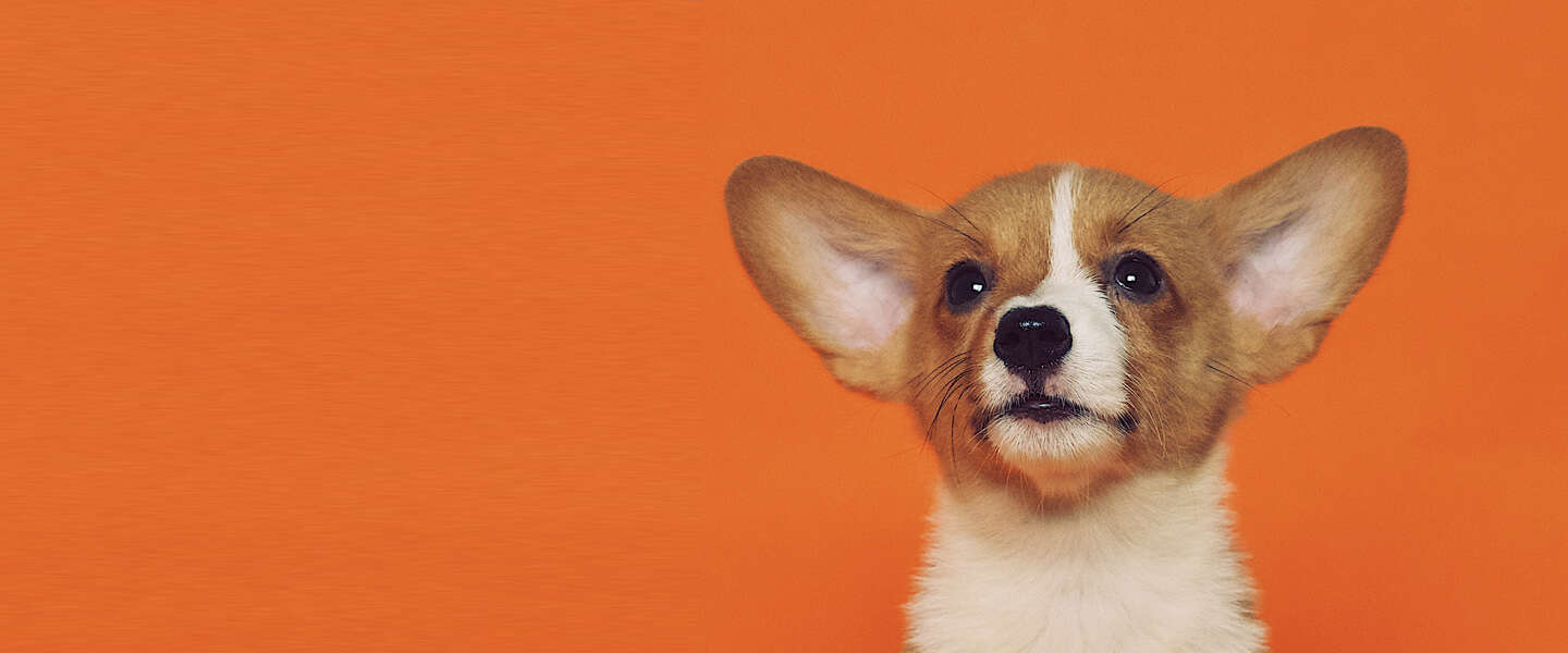 Er wordt daadwerkelijk gewerkt aan tech om met dieren te praten