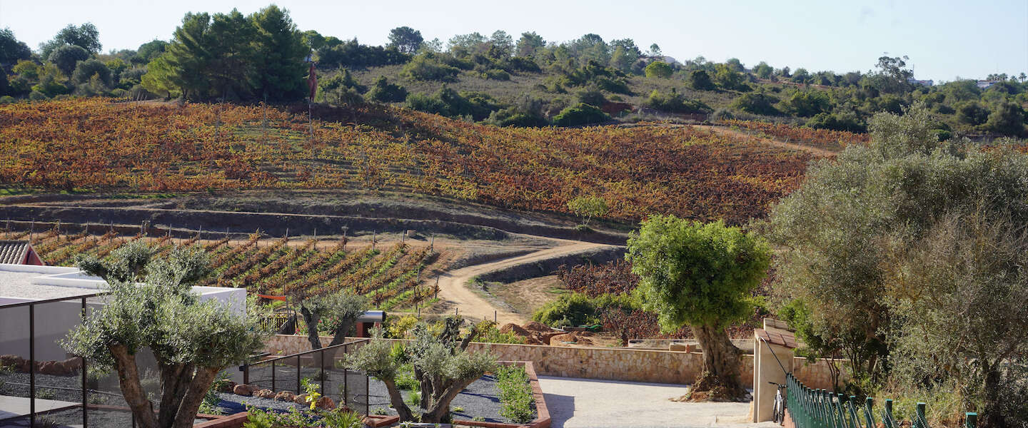 Quinta dos Vales The Winemaker Experience of hoe wordt je wijnmaker