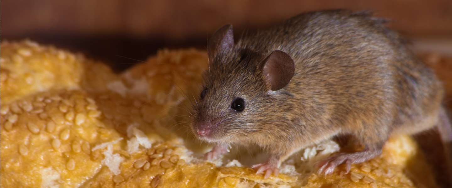 Eten in sterrenrestaurants niet altijd hygiënisch