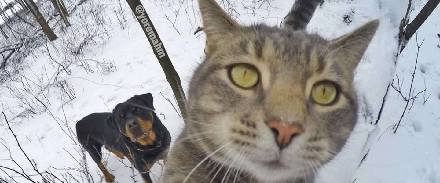 Deze kat neemt betere selfies dan jij doet