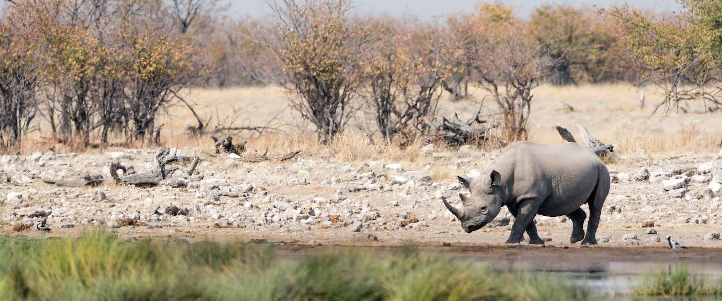 Nederlandse sensoren moeten neushoorns in Tanzania gaan redden