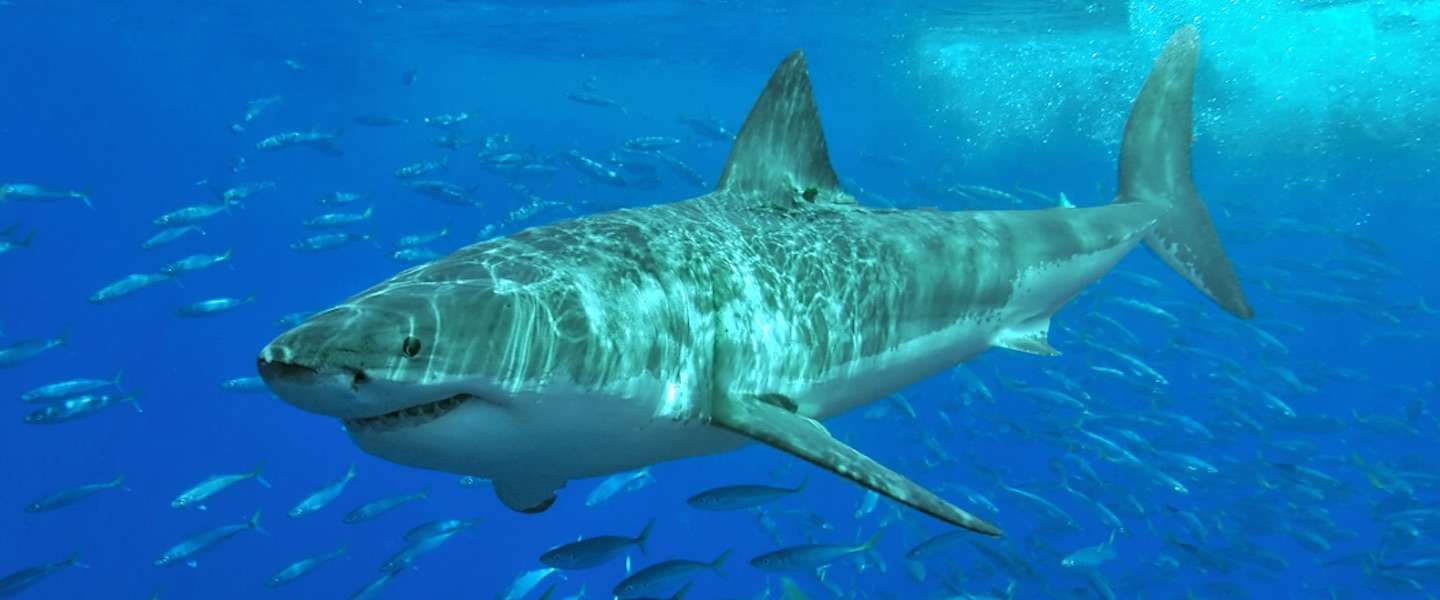 Het is weer Shark Week op Discovery!