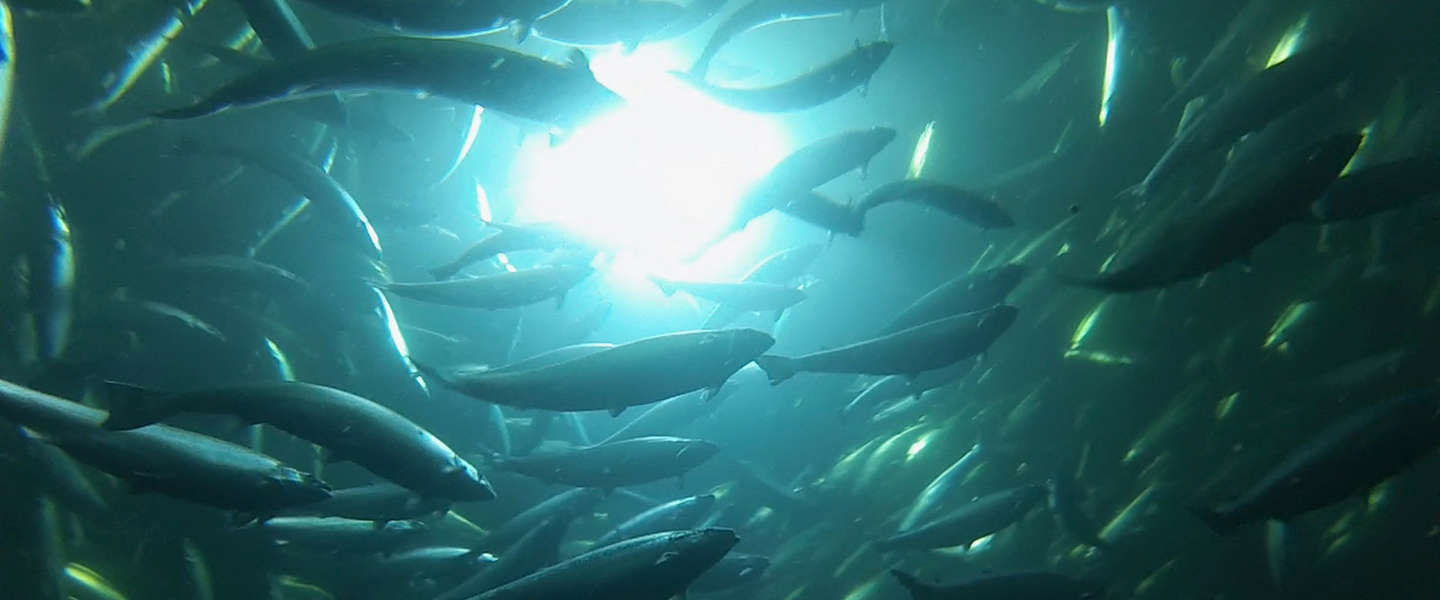 Signify helpt Australis Seafoods in Chili met onderwater LED-verlichting