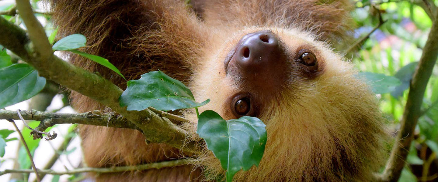 Goed Nieuws Vrijdag: overal frikandellen eten, zeldzame tijgers gespot en minder ontbossing in Costa Rica