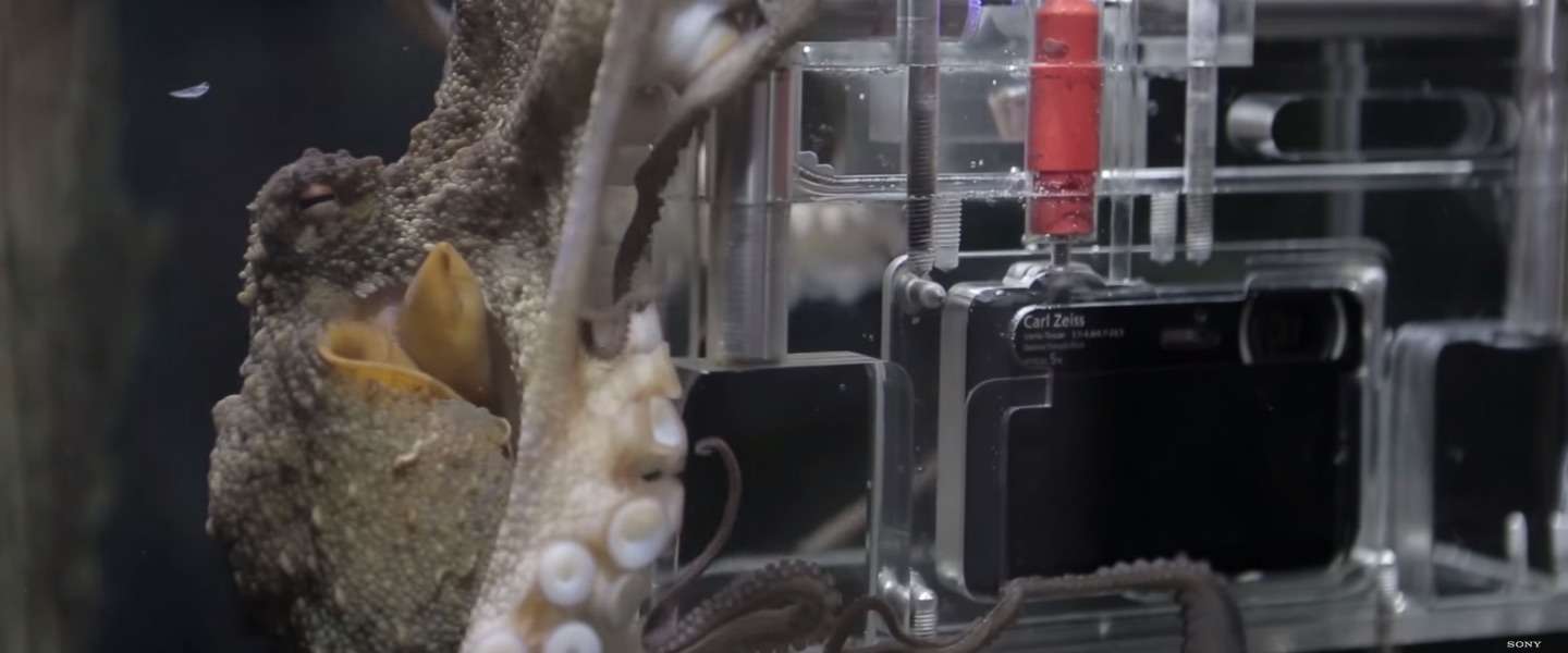 Sony’s 'Octographer' verandert een octopus in een fotograaf