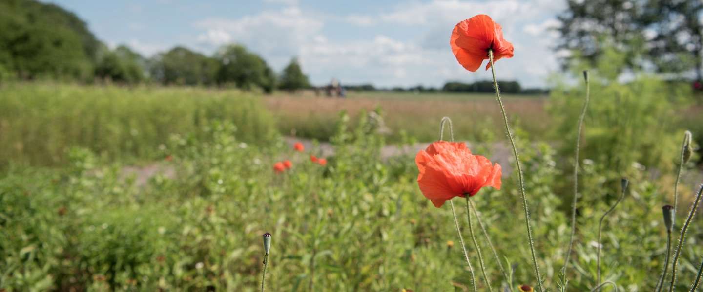 Groot succes voor campagne Welkom terug in Nederland