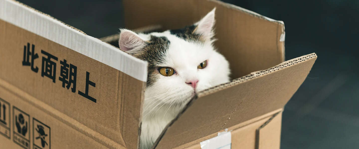 Wat is Temu en kun je het veilig gebruiken?