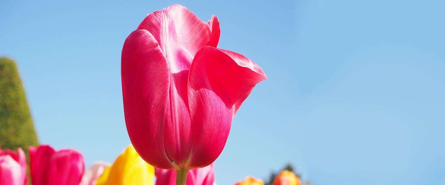 Quality of Life? Nederland is nummer 6