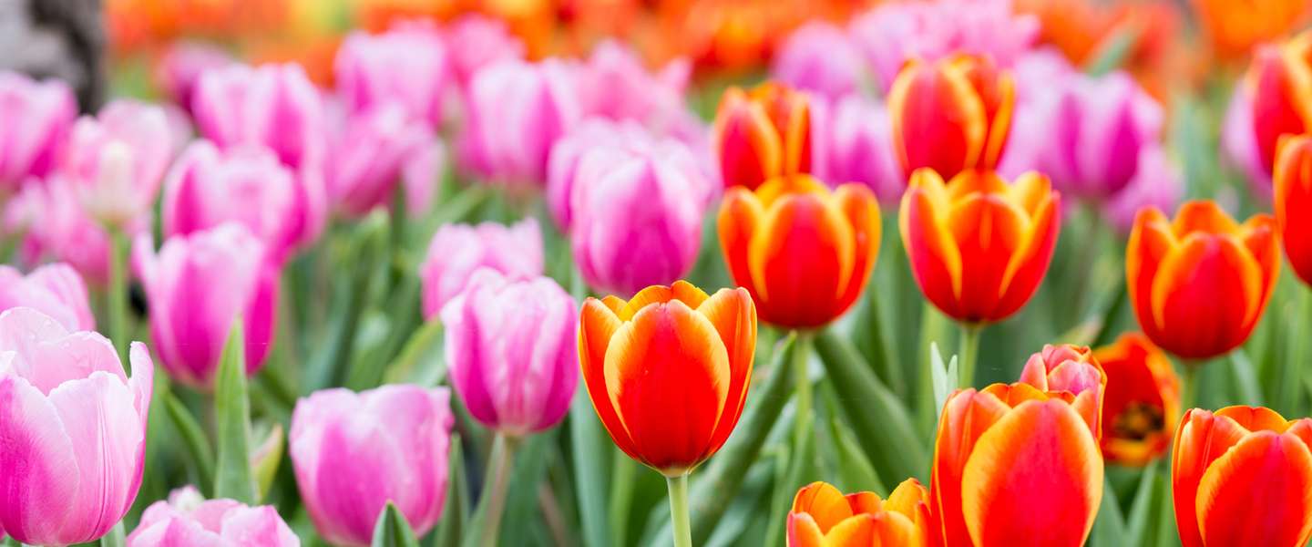 Nationale tulpendag: tulpen scoren wereldwijd de pan uit