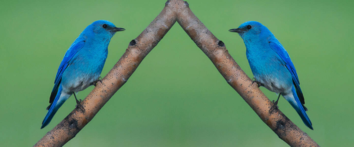 Meta maakt nieuw social medium à la Twitter