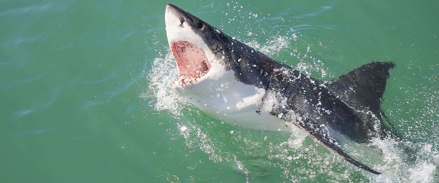 In Nederland zwemmen met witte haaien