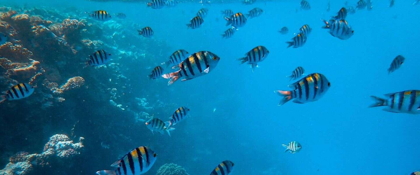 Biodegradable plastic also kills fish, but indirectly
