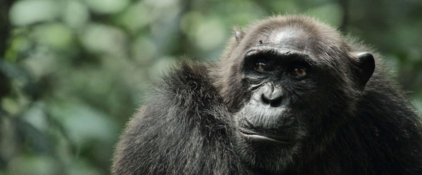 Warrior Apes in het echt, documentaire over 20 jaar chimpansees