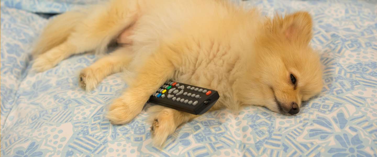 Video: wat ziet je hond eigenlijk als 'ie tv kijkt?