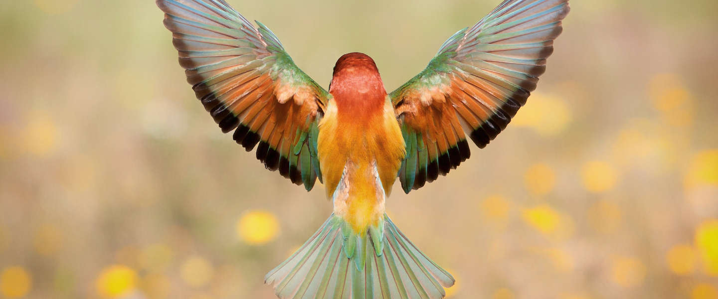 De 30 finalisten van de fotografiewedstrijd van het Wereld Natuur Fonds