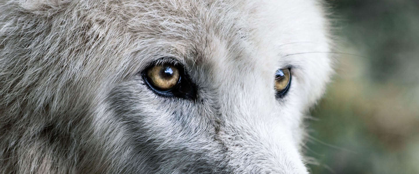 Goed Nieuws Vrijdag: remake filmposter Blue Lagoon, Raised by Wolves en International Cat Day