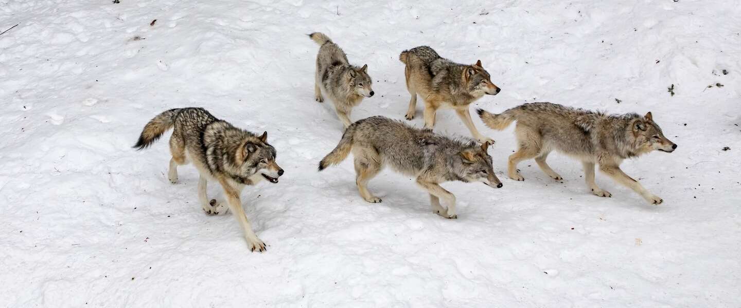 Wolf onder vuur in Zweden