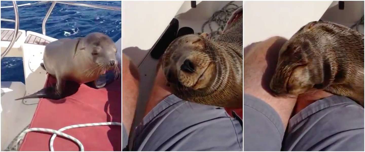 Video: zeehond chillt aan boord en zeilt mee