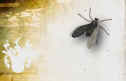 1102271476flyonscreen