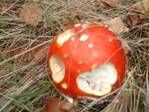 1105897838zure appel