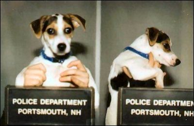 1186388661dogmug