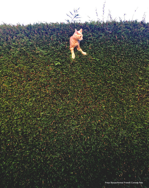 6. Junior Category Winner_Freya Sharpe_Jack the cat stuck in the hedge