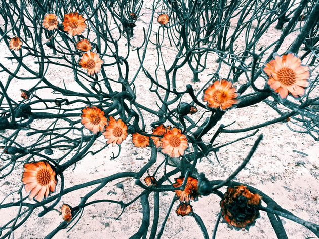 amy-peterson-flowers-ippawards