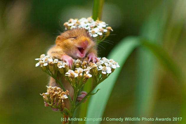 Andrea-Zampatti_The-laughing-dormouse_00001732
