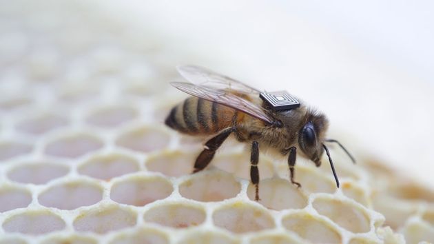 bee-backpack