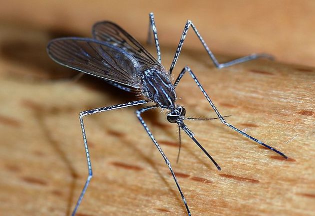Bill Gates vraagt aandacht voor Mosquito-week