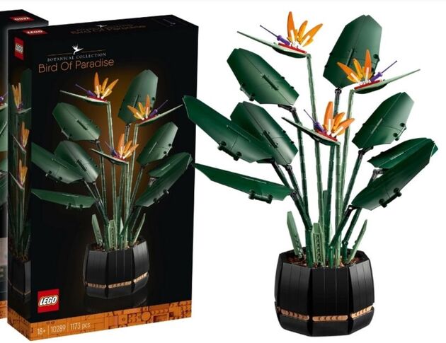 birdsofparadise
