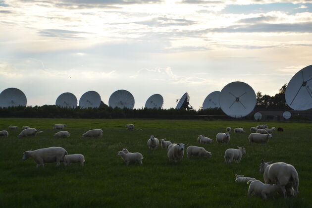 Burum-Chinese-Schapen
