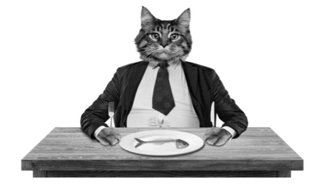cat