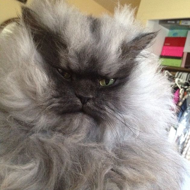 Colonel Meow is niet meer