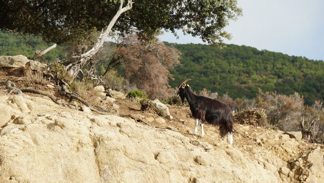 corsica