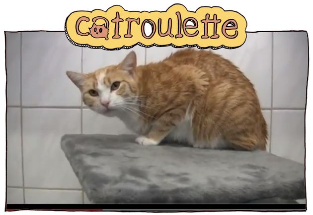De opvolger van Chatroulette is Catroulette