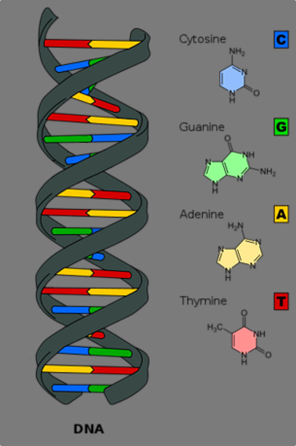 dna-overzicht