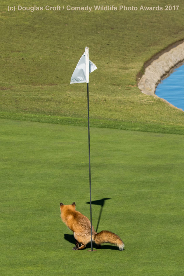 Douglas-Croft_Must-Have-Three-putted_00000012
