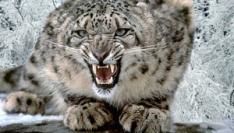 Fake Snow Leopard bevat Virus