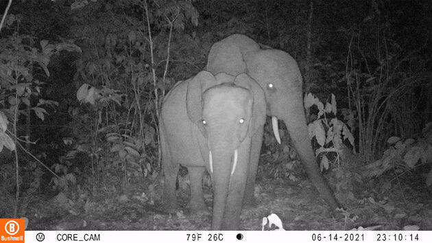 Gabon-elephants