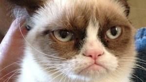 Grumpy Cat en Bob de Boxer populair op Social Media