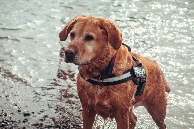 Hulhond zonder baas